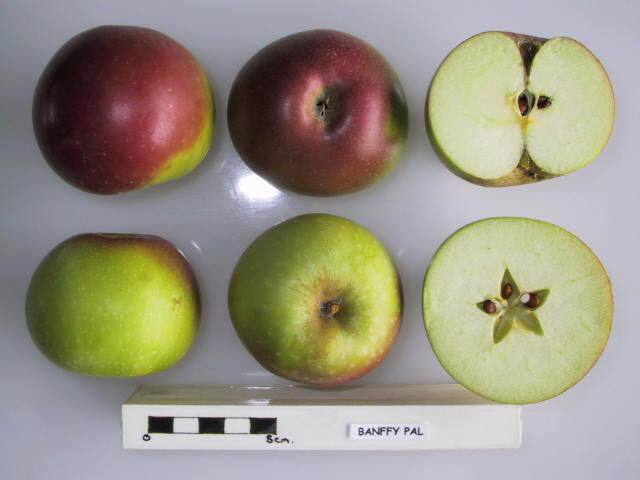 Index Of Apples Starting With B