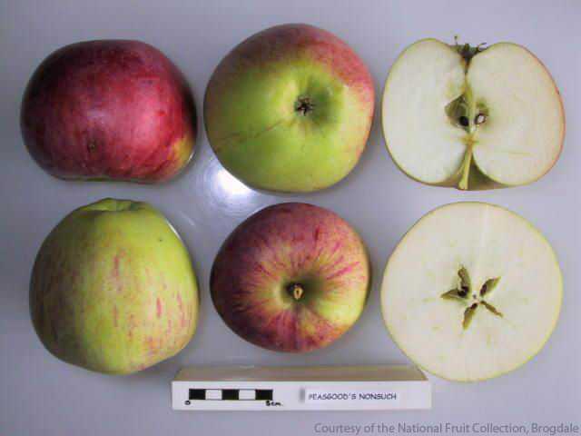 Peasgood’s Nonsuch