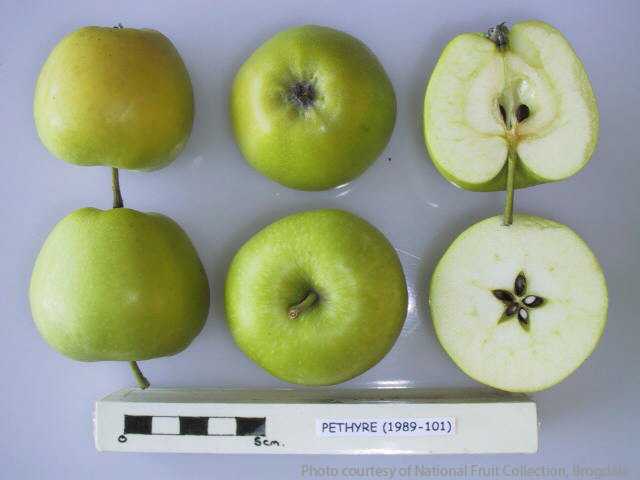 Perthyre