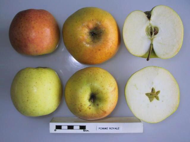 Pomme Royale