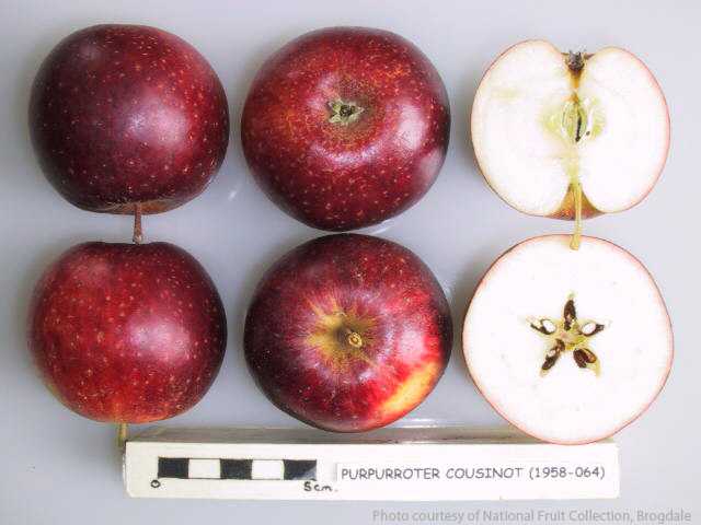 Purpurroter Cousinot