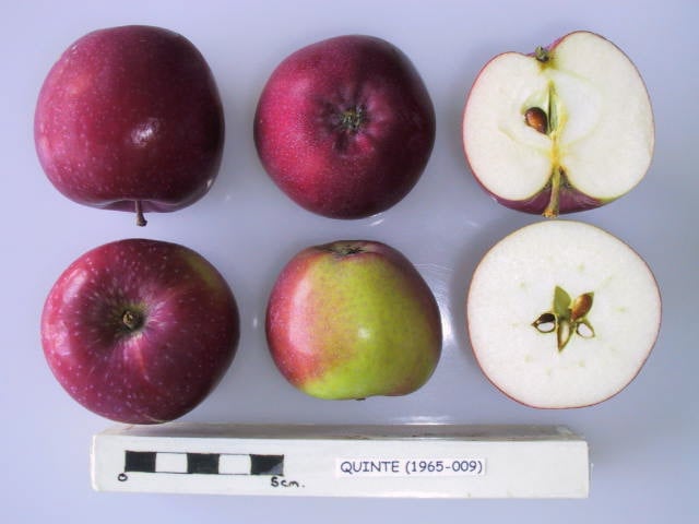 Quinte