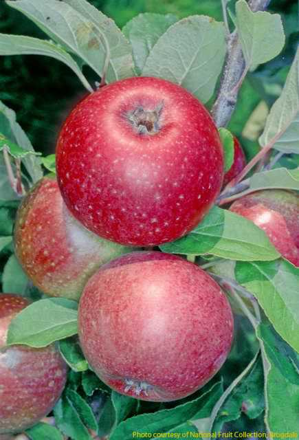 Rote Sternrenette