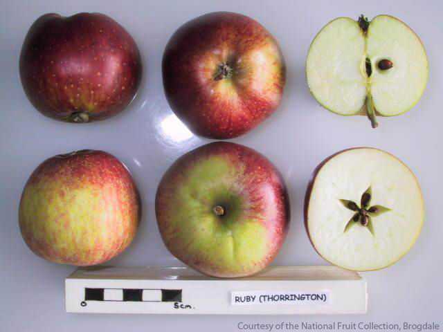 Ruby (Thorrington)