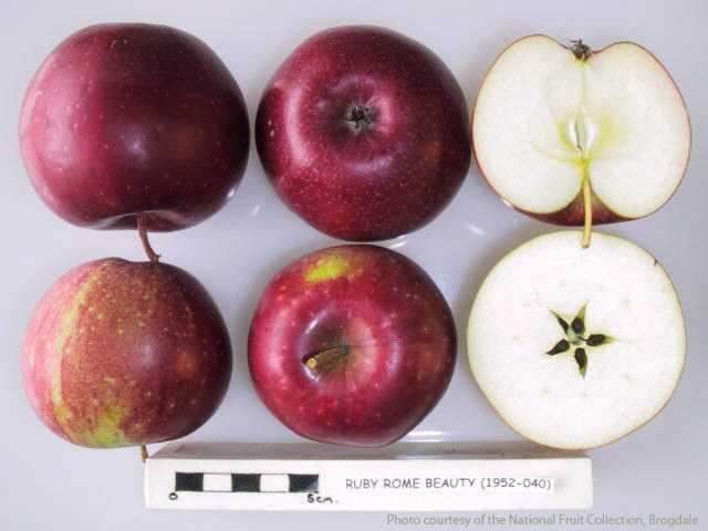 Ruby Rome Beauty
