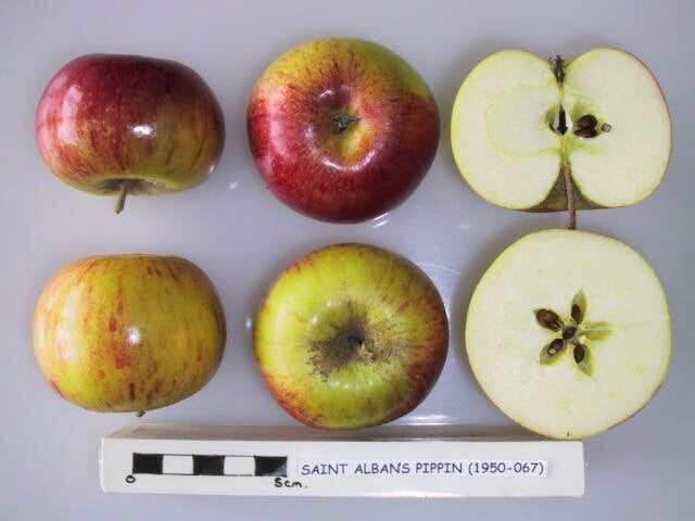 Saint Albans Pippin
