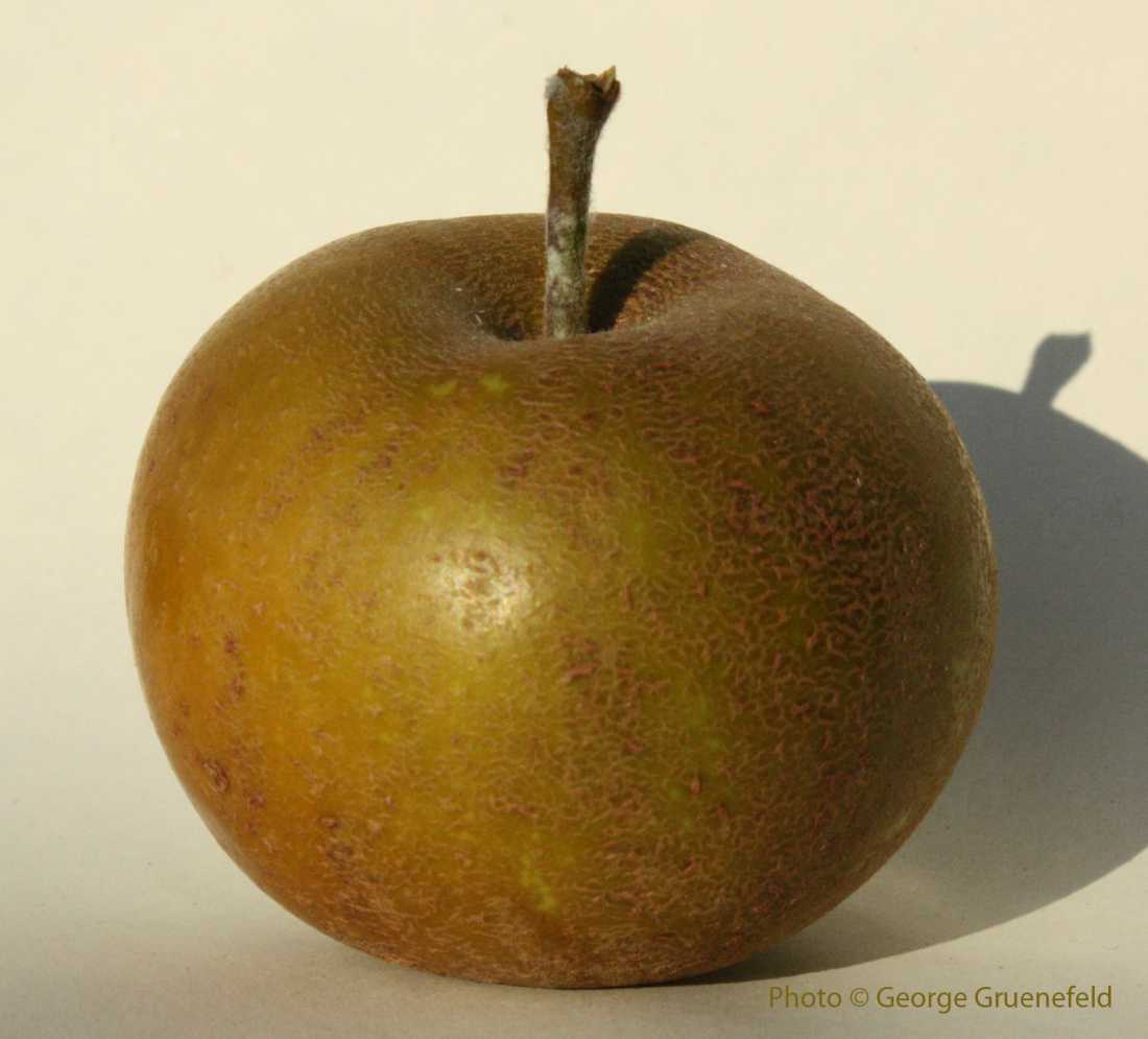 Saint Edmund’s Pippin