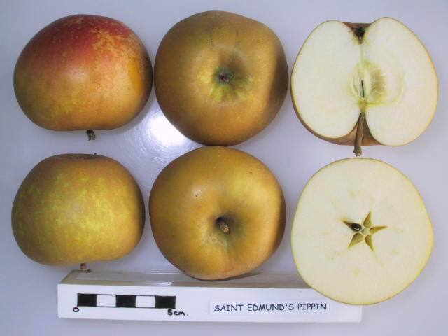 Saint Edmund’s Pippin