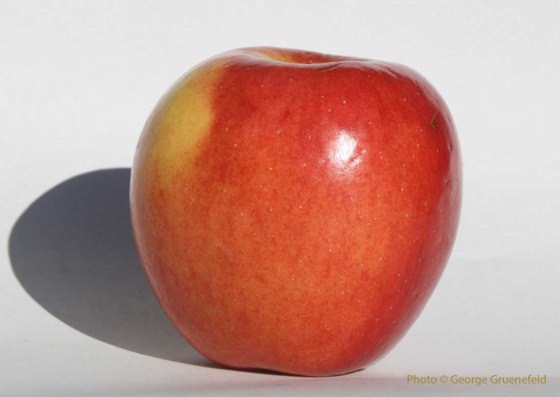 Scifresh T-273