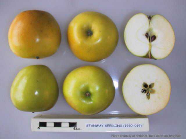 Stanway Seedling