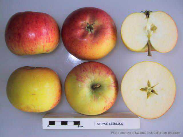Steyne Seedling