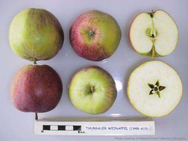 Thurgauer Weinapfel