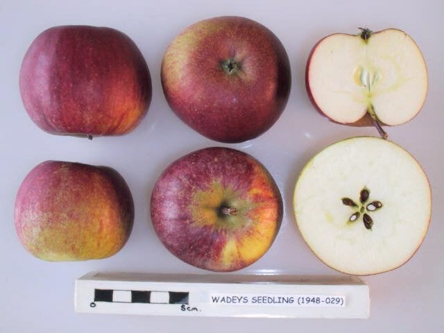 Wadey’s Seedling