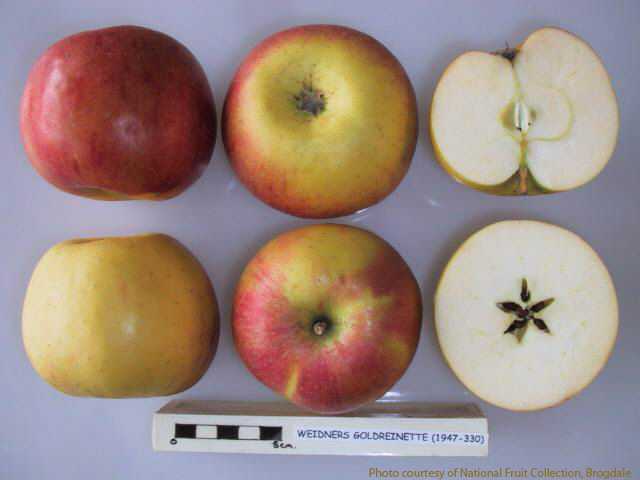 Weidner's Goldreinette