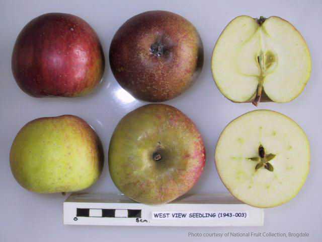 West View Seedling