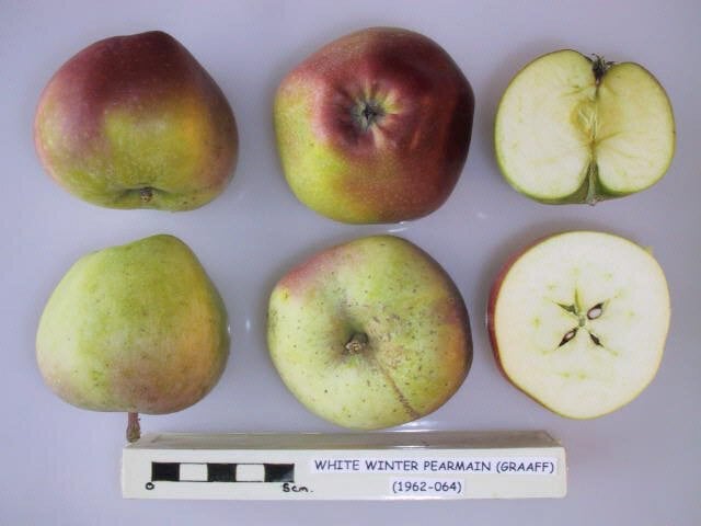 White Winter Pearmain