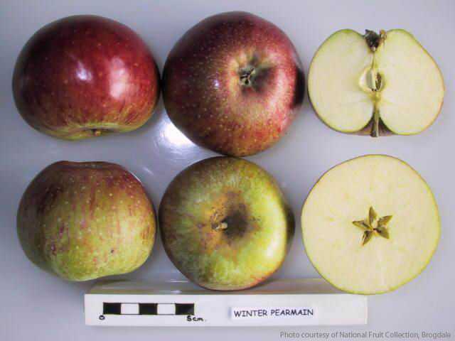 Winter Pearmain