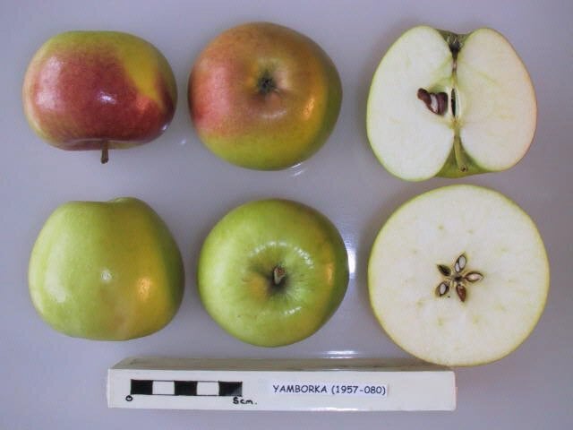 Yamborka