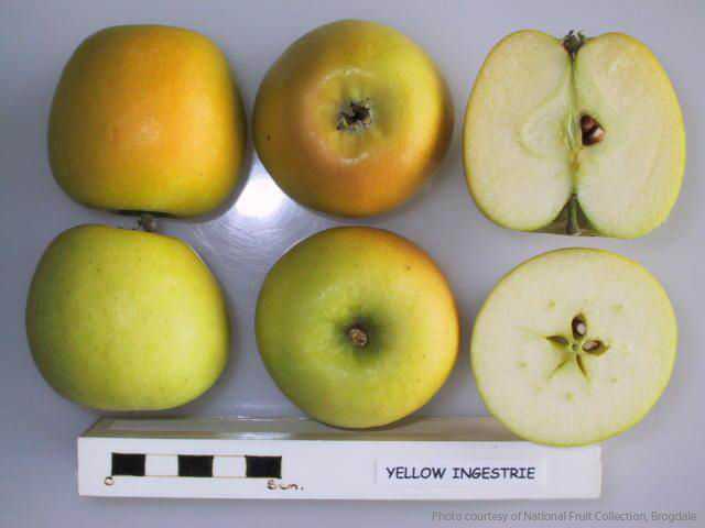 Apple - Yellow Ingestrie - tasting notes, identification, reviews