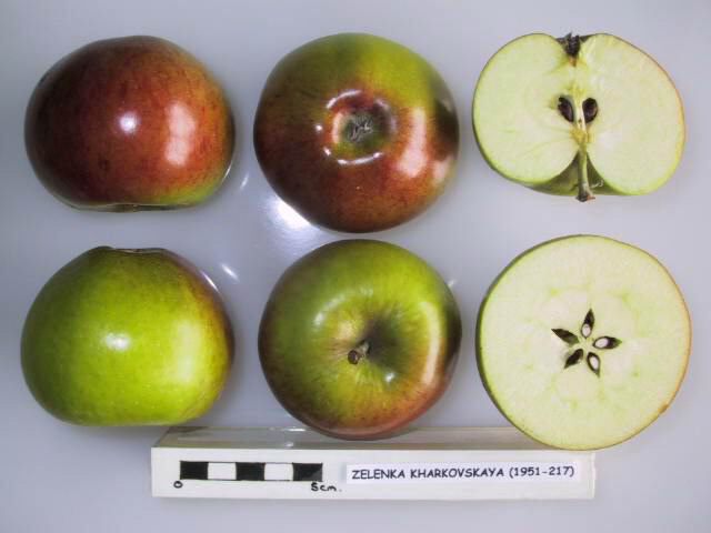 29 Types Of Apples From A to Z (With Photos!)