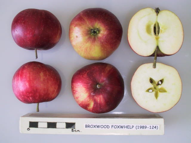 Broxwood Foxwhelp