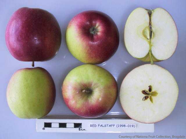 Red Falstaff