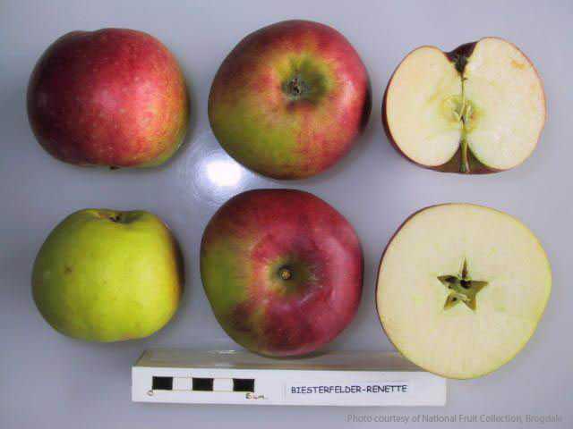 Biesterfelder Renette