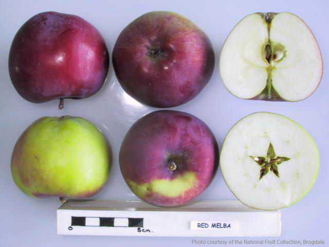 Red Melba