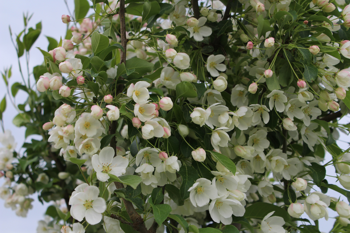 Siberian Crabapple