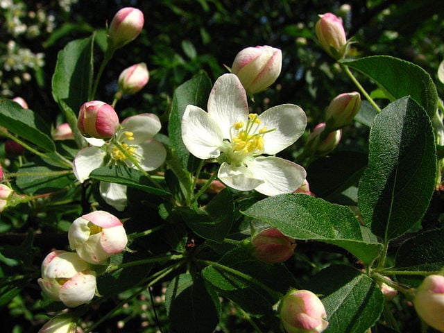 Malus sargentii