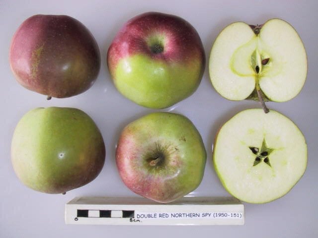 Double Red Northern Spy