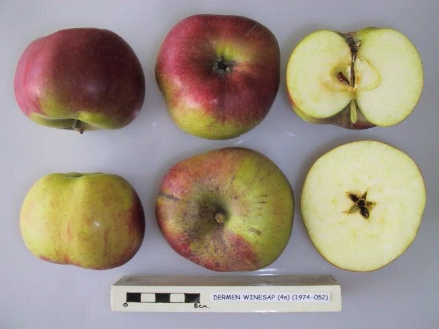 Dermen Winesap