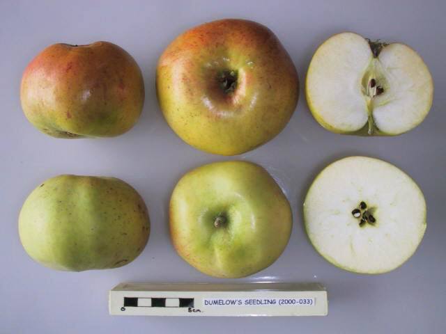 Dumelow's Seedling