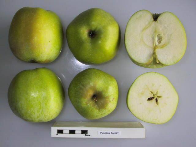 Lyman's Large
