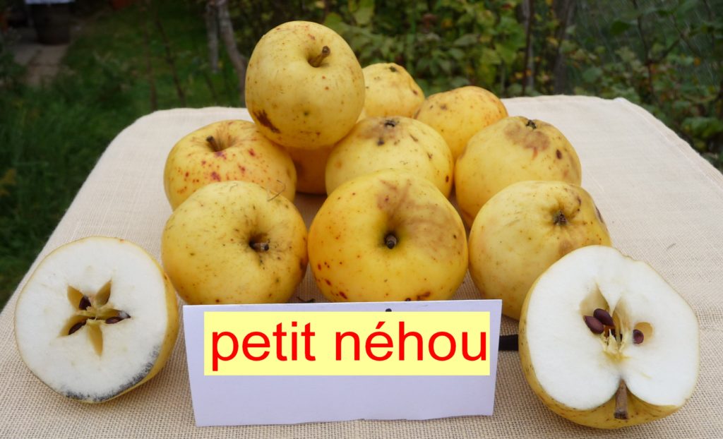 Petit Néhou