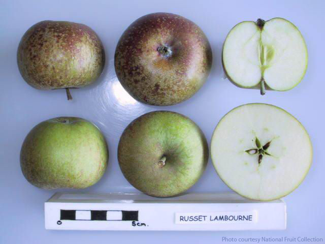 Russet Lambourne