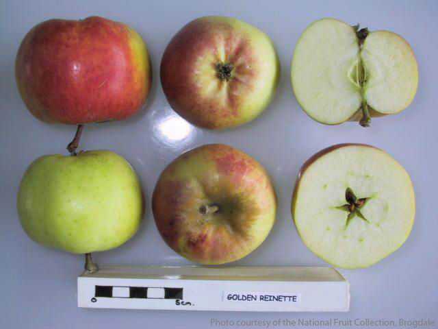 Golden Reinette