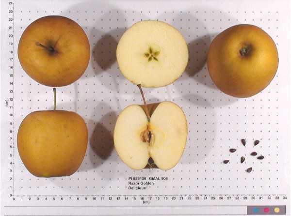 Razor Golden Delicious