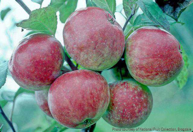 Glengyle Red
