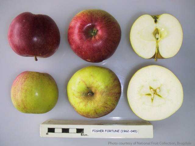 Fisher Fortune