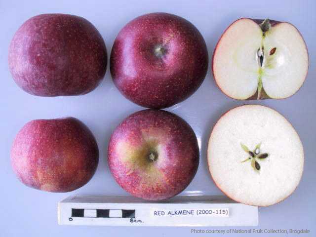 Red Alkmene