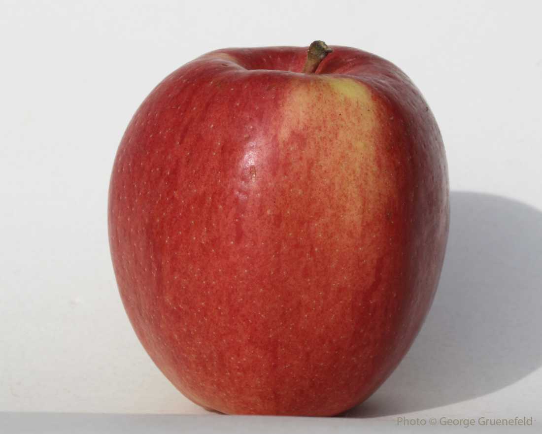 Braeburn