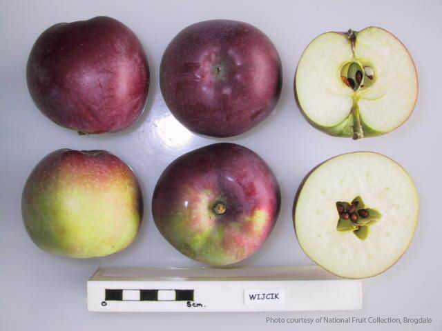 Wijcik Spur McIntosh