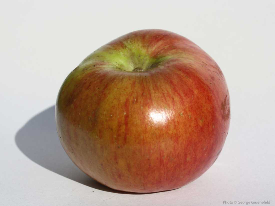 Bramley’s Seedling