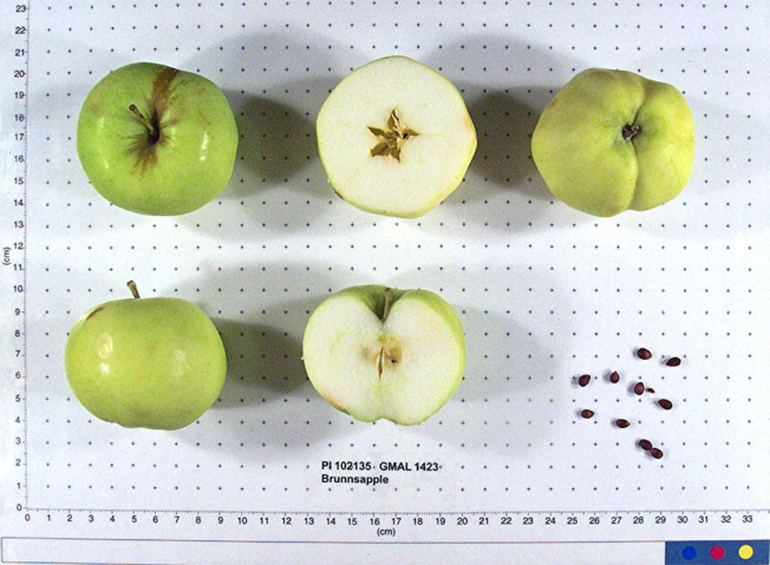 Brunnsapple