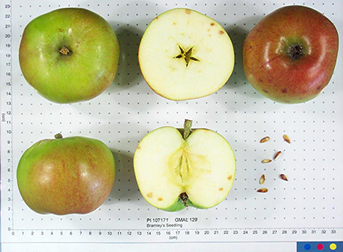 Bramley’s Seedling