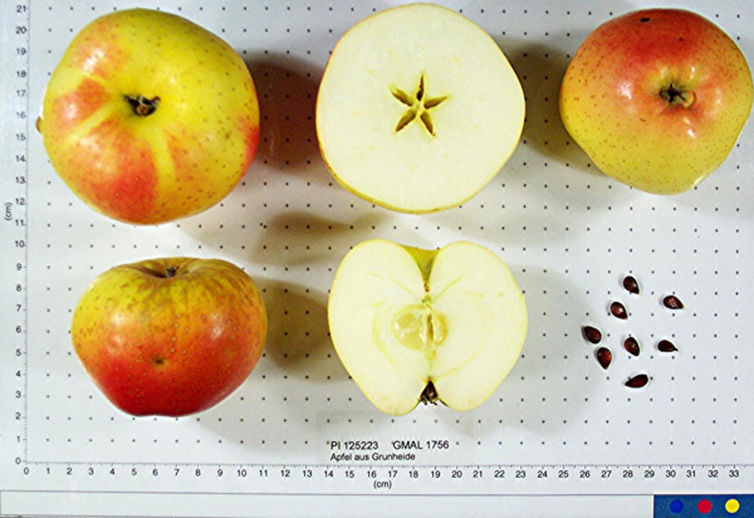 Apfel aus Grunheide