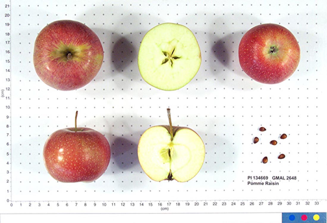 Pomme Raisin