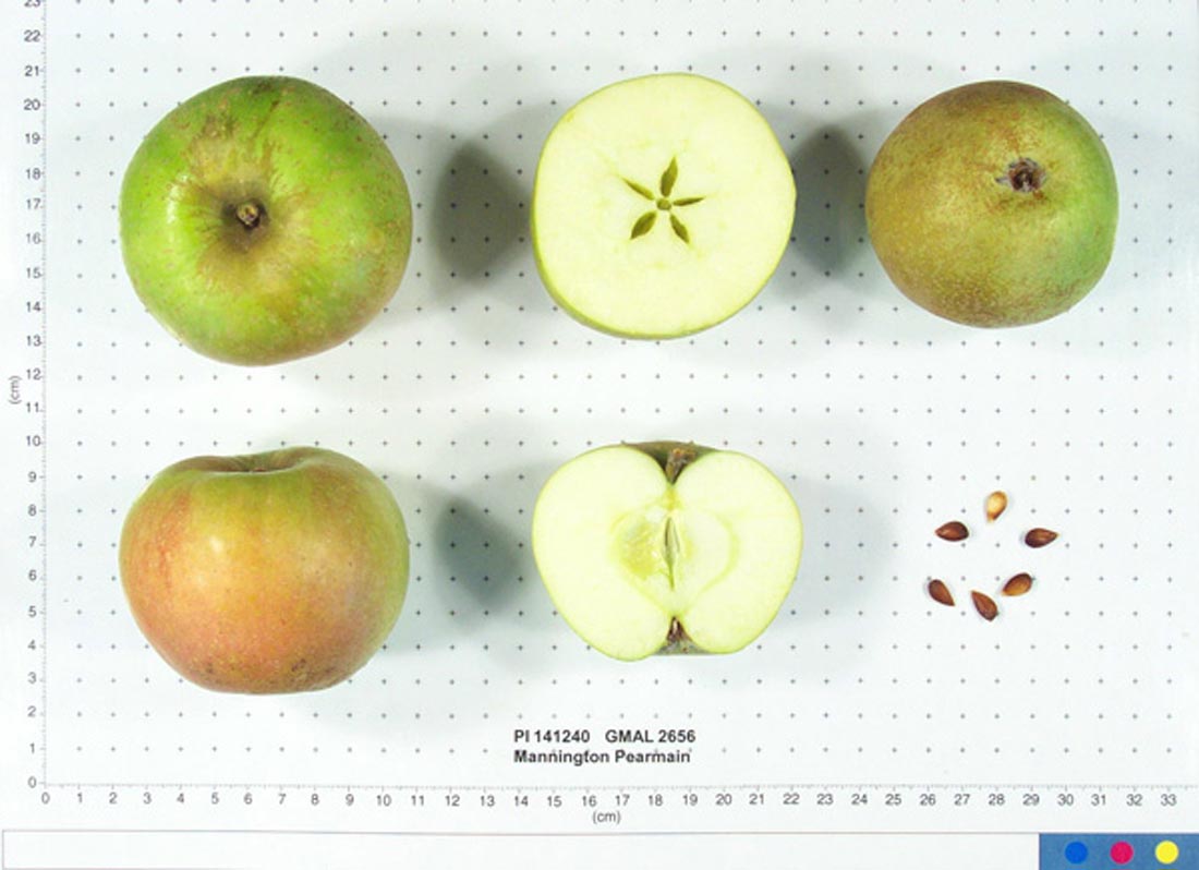 Mannington’s Pearmain