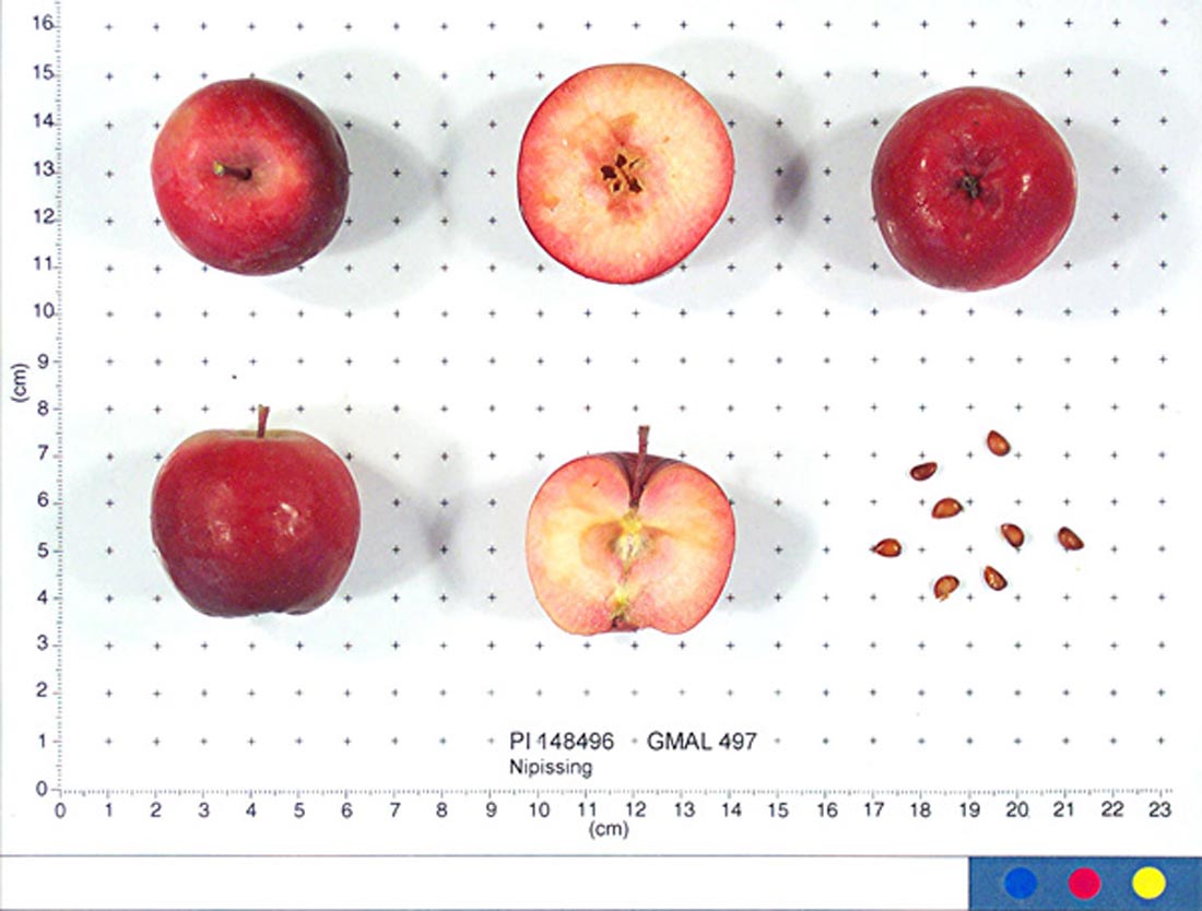 Nipissing Crabapple